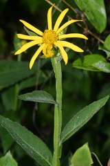 Verbesina helianthoides