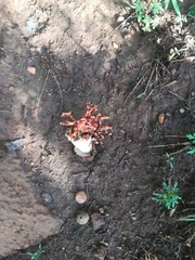 Lysurus corallocephalus