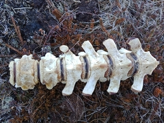 Phoca vitulina