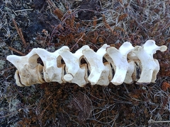 Phoca vitulina