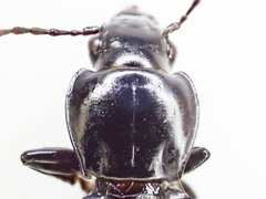 Pterostichus isabellae
