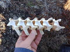 Phoca vitulina