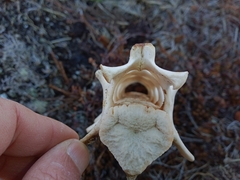Phoca vitulina