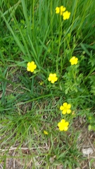 Ranunculus acris acris