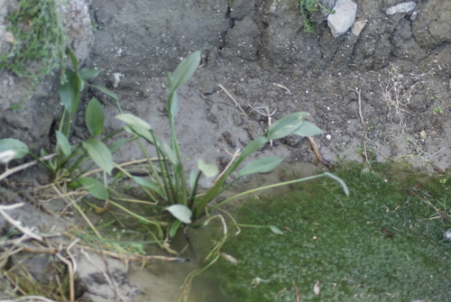 Alisma plantago-aquatica image