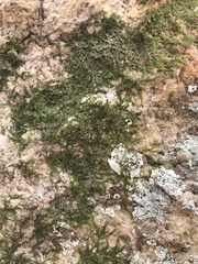 Cheilolejeunea clypeata