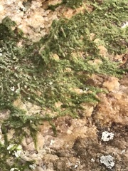 Cheilolejeunea clypeata