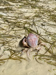 Nautilocorystes ocellatus