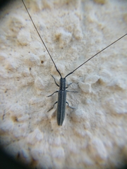 Calamobius filum