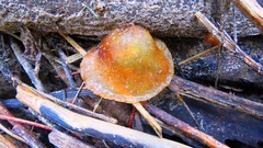 Heterotextus miltinus