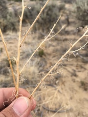 Cordylanthus wrightii