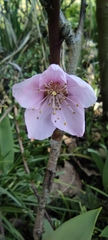 Prunus persica compressa