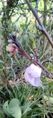 Prunus persica compressa