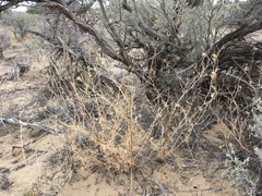 Cordylanthus wrightii