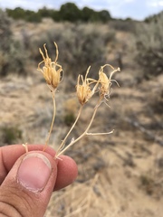 Cordylanthus wrightii