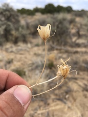 Cordylanthus wrightii