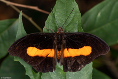 Catonephele acontius caeruleus