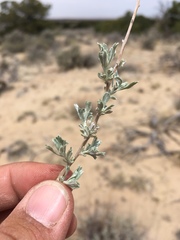 Artemisia bigelovii