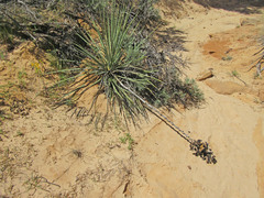 Yucca angustissima angustissima