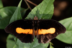 Catonephele acontius caeruleus