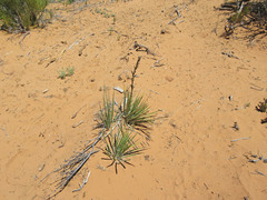Yucca angustissima angustissima