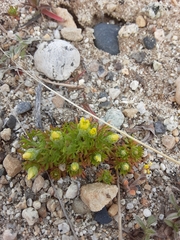 Ceratocephala testiculata