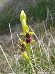 Ophrys insectifera subinsectifera