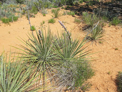 Yucca angustissima angustissima