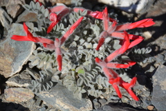 Astragalus coccineus