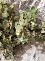 Mabrya acerifolia