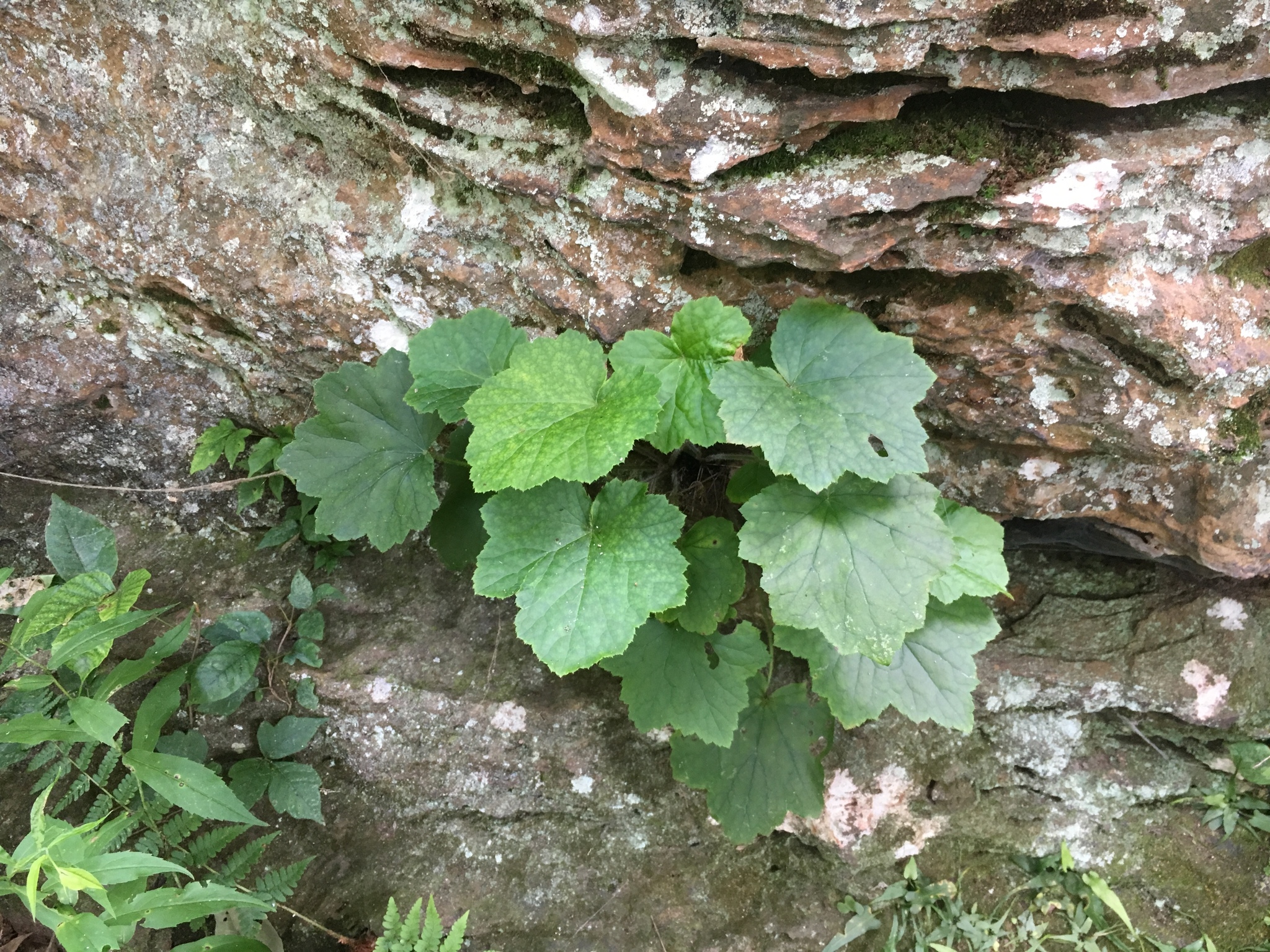 Heuchera villosa var. arkansana