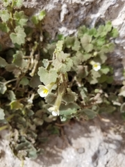 Mabrya acerifolia