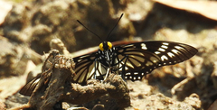 Euripus nyctelius