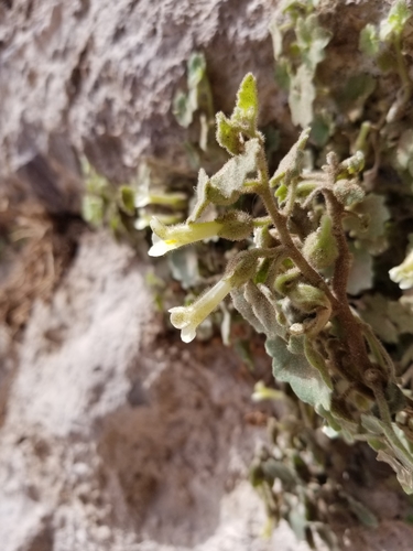 Image of Mabrya acerifolia by (c) Grant Mullen, some rights reserved (CC BY-SA)