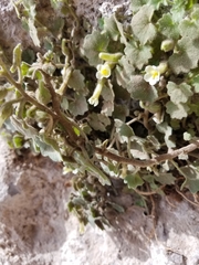 Mabrya acerifolia