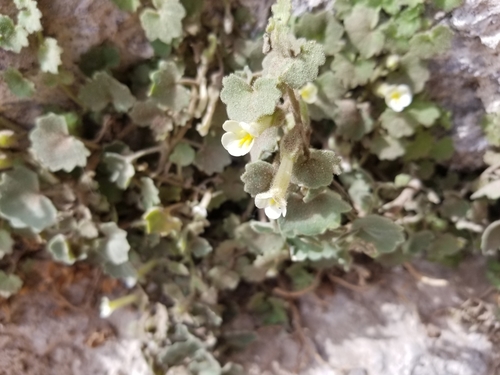 Image of Mabrya acerifolia by (c) Grant Mullen, some rights reserved (CC BY-SA)