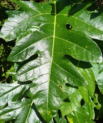Vasconcellea quercifolia