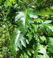 Vasconcellea quercifolia
