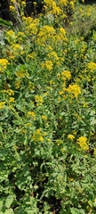 Brassica rapa