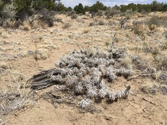 Grusonia clavata