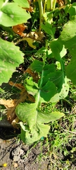 Brassica rapa