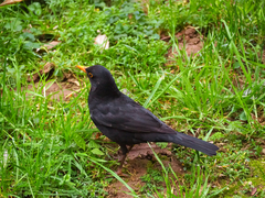 Turdus merula