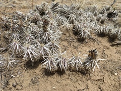 Grusonia clavata