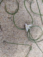 Romulea columnae rollii