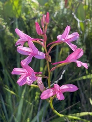 Disa gladioliflora gladioliflora