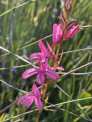 Disa gladioliflora gladioliflora