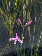 Disa gladioliflora gladioliflora