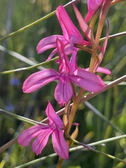 Disa gladioliflora gladioliflora