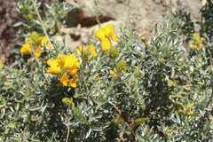 Adenocarpus hispanicus argyrophyllus