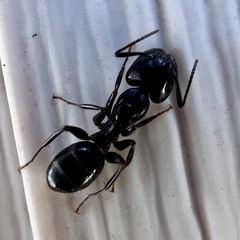 Camponotus caryae